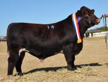 2017 Dubbo Grand Champion