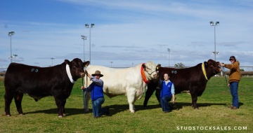 Lot 95 sold $16,000,  Lot 97 sold $14,000  Lot 96 Div 4 Reserve Champion sold $12,000, Dubbo Show 2018