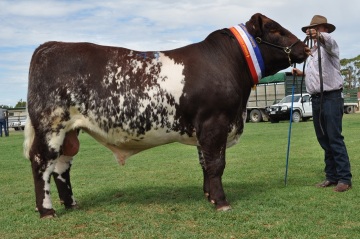 Bayview Ryder G39 – Junior & Grand Champion, Naracoorte 2013