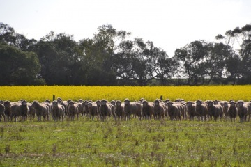 Some of our sheep that we run at Bayview Studs