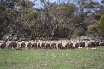 Some of our sheep that we run at Bayview Studs