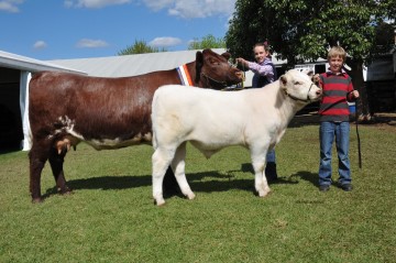 Grand Champion Female Adelaide Show 2014 - Bayview Duchess G90