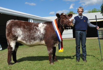 Junior Champion Female Adelaide Show 2014 - Bayview Duchess J99