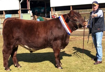 Junior & Grand Champion Bull Bayview Wallaby P58 (P), Adelaide Royal 2019