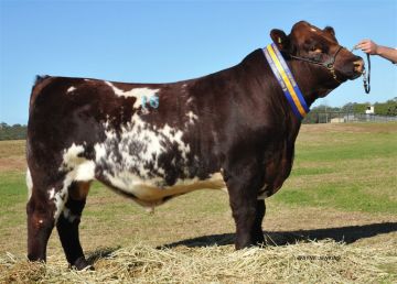 Lot 16 - 2014 Division 1 Reserve Champion Dubbo Show 2014 - Ronelle Park Hurricane H242 - purchased for $12500 by Bayview Shorthorns.