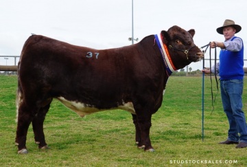 Lot 37 - Bayview Abraham M108 – 1st in Class 6 & DIVISION 2 CHAMPION, Dubbo Show 2018