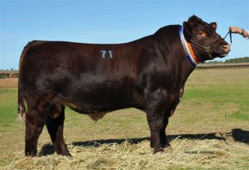 Lot 71 – 2014 Division 3 Champion – Sold to PR Gould & Co for $10,500.