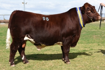 Lot 96 – 1st in Class 11 & DIVISION 4 RESERVE CHAMPION, Dubbo Show 2018