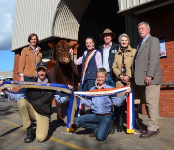 Most Successful Shorthorn Exhibitor 2016