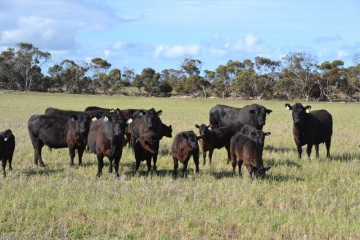 Some of our Angus cows & calves running with Kelly Angus Visionary N214