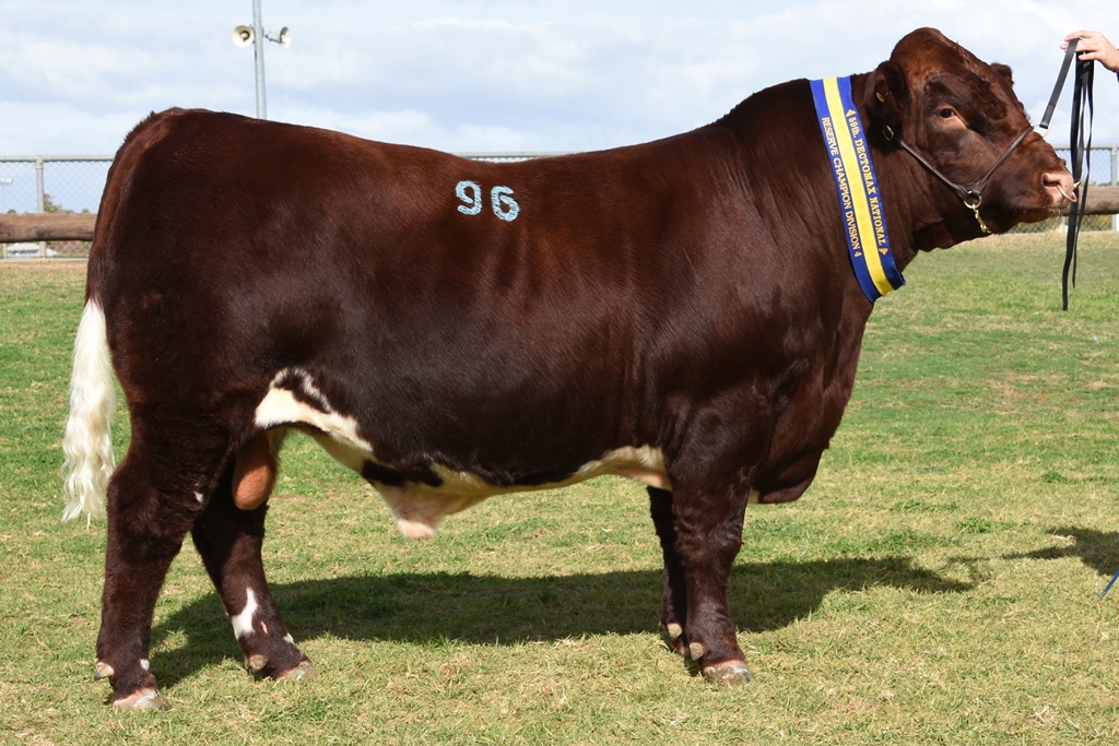 Lot 96 – DIVISION 4 RESERVE CHAMPION sold for $12,000