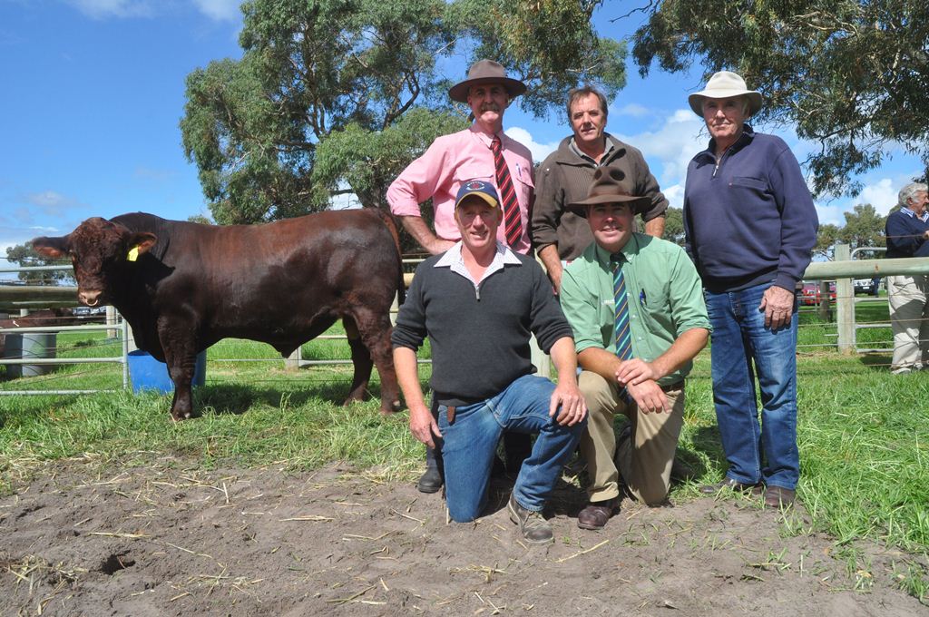 Bayview Unbelievable L12 – Top Price Bull 2017 – sold to Nentoura Shorthorns for $17,500