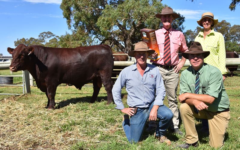 Lot 6 (2019)- Sold to Liberty Charolais & Shorthorns, WA for $17,500