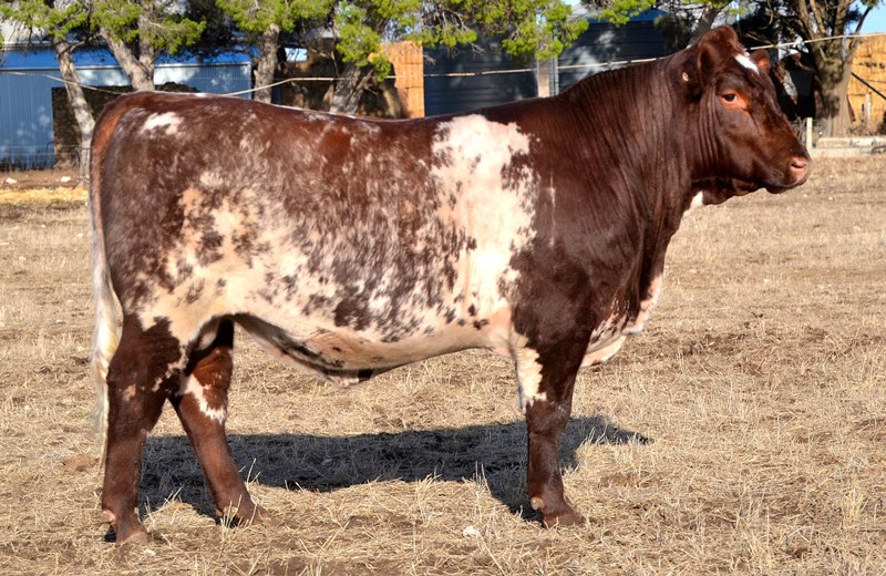 Lot 38 Bayview Dynamite Q113 (P)