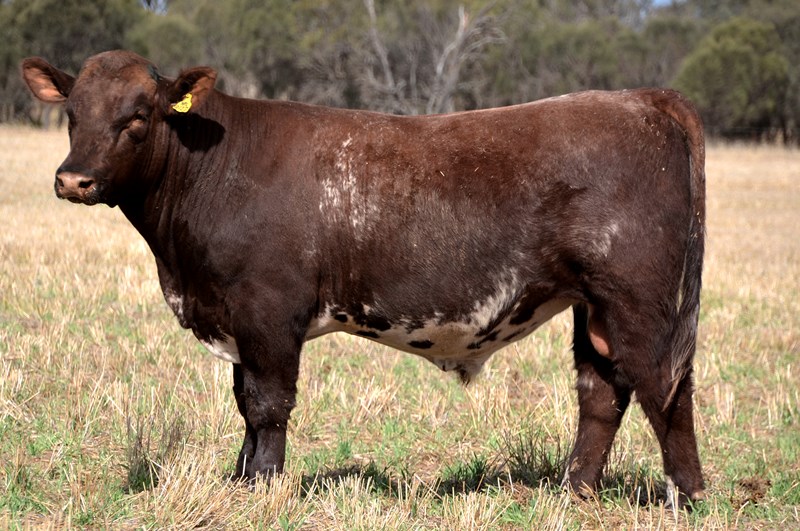 Lot 30 – Bayview Dusty Q127 (P)