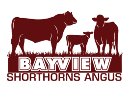 Bayview Shorthorns & Angus
