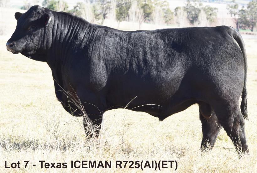 Texas Iceman R725