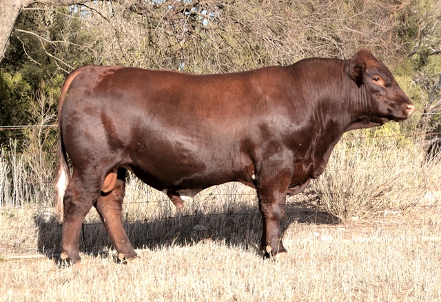 Copy of Lot 3 HGTU16