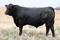 Bull Oak Well Mainland T33 (SDF22T33)