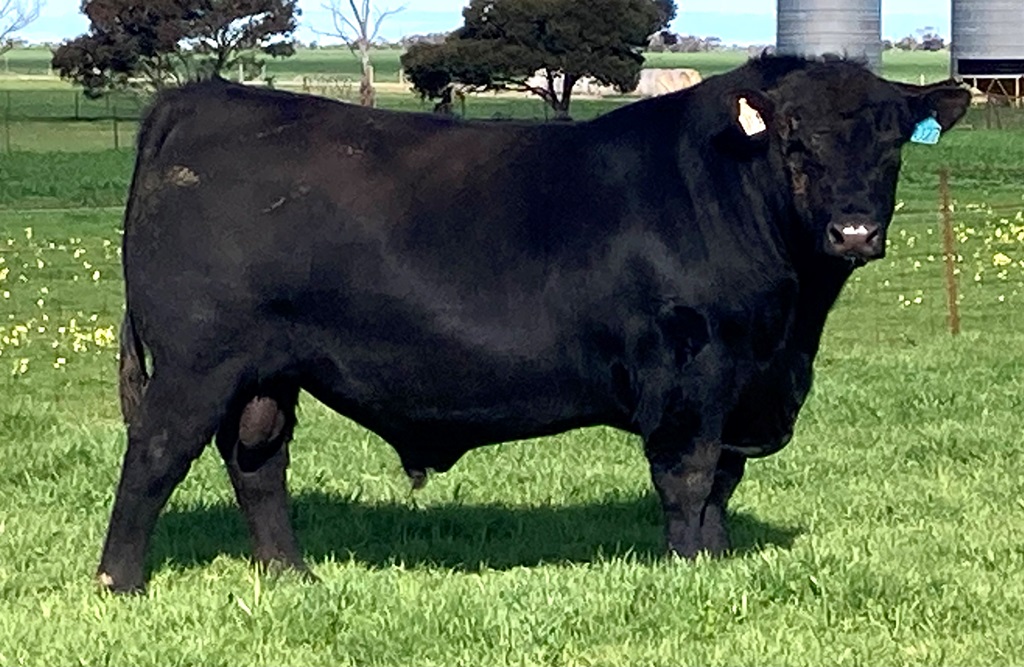 Copy of Binnowie Unafraid U27