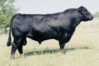 Hyline Right Time 338 usa13058662