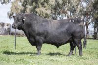 Millah Murrah Kruse Time K400