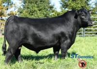 Myers Fair-N-Square M39 USA19418329