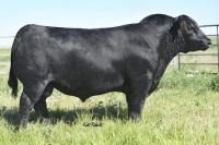 Woodhill Comstock USA19674083