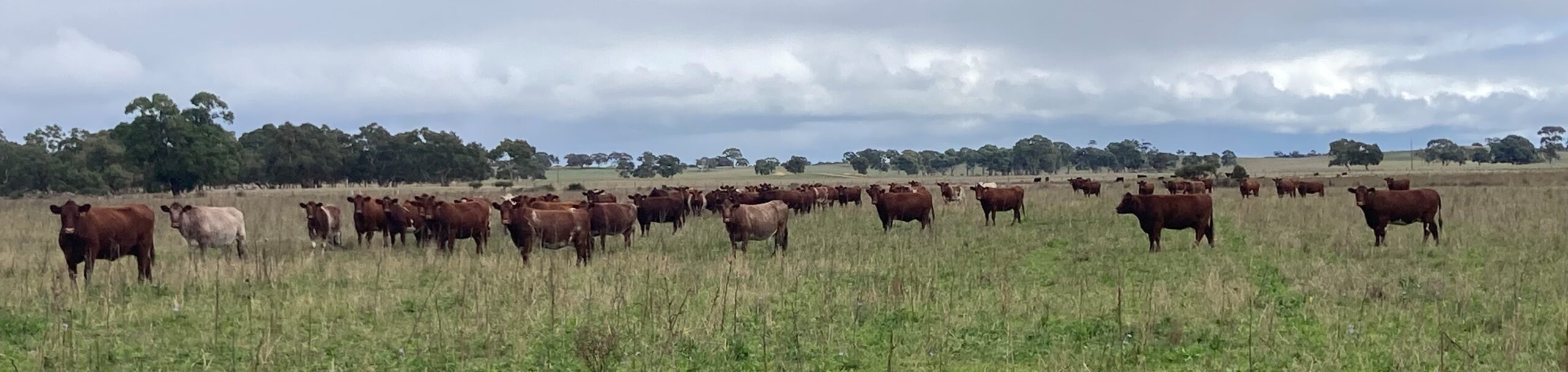 Cows at Kingurra cropped