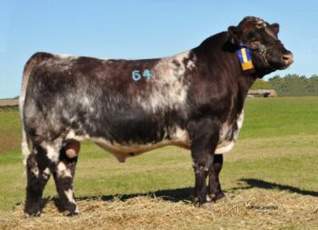 2016 Dubbo Division 2 Reserve Champion Photo courtesy Wayne Jenkins.