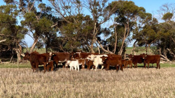 Bayview Shorthorns