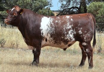 Lot 2 Bayview Valentino Q15 (P)