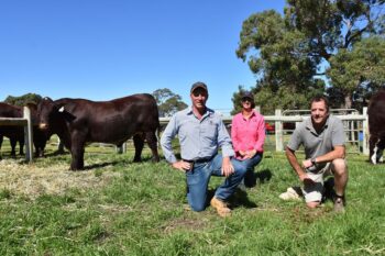 Lot 32 – Sold to Nentoura Shorthorns, Frances for Sale Top Price of $18,500 – 2020.